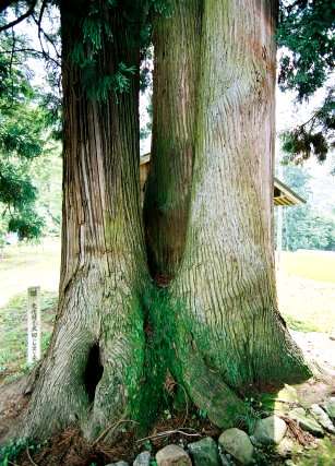 若宮八幡神社の三本スギ