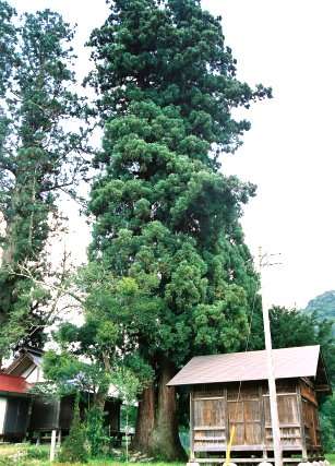 若宮八幡神社の三本スギ