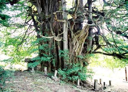 神戸のイチョウ