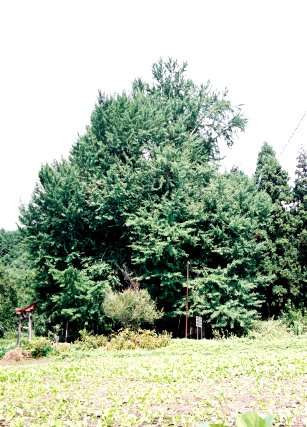 神戸のイチョウ