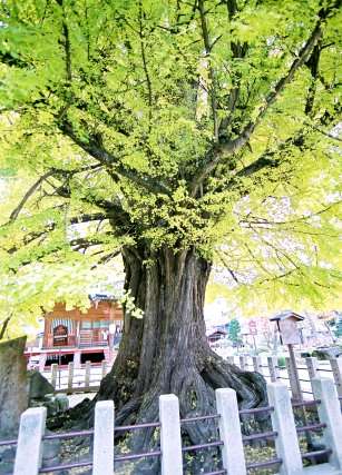 飛騨国分寺の大イチョウ