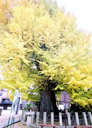 飛騨国分寺の大イチョウ