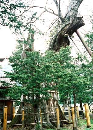 旗挙八幡宮の大ケヤキ