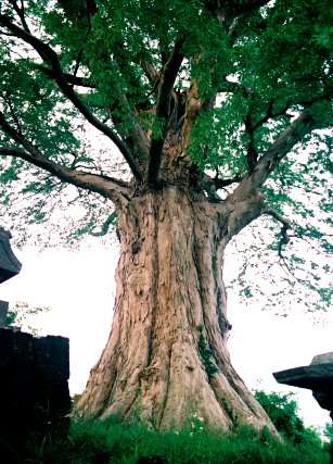 王城のケヤキ