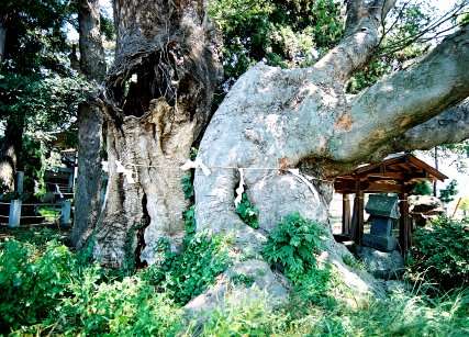 伊勢神社のケヤキ