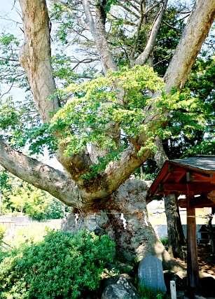 伊勢神社のケヤキ