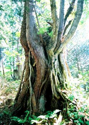 六厩のヒメコマツ