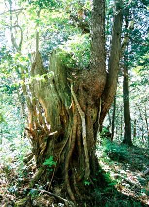 六厩のヒメコマツ