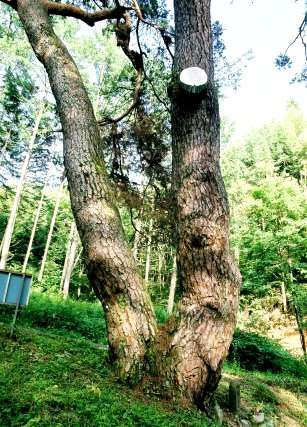 三日町のマツ