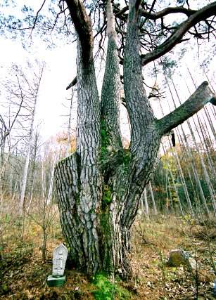 木祖公園の大マツ