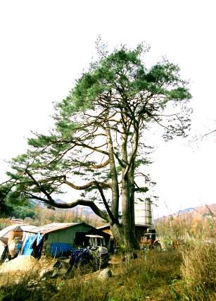 木祖公園の大マツ