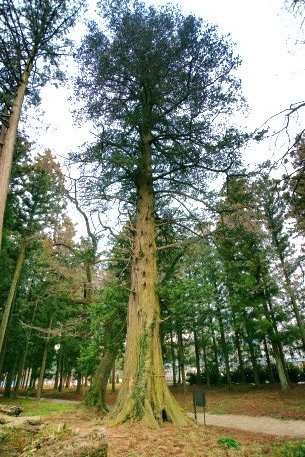那須神社のサワラ