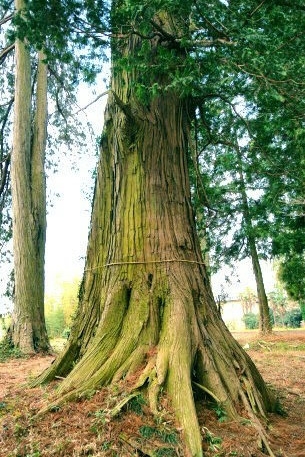 那須神社のサワラ