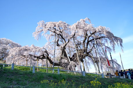 三春の滝桜