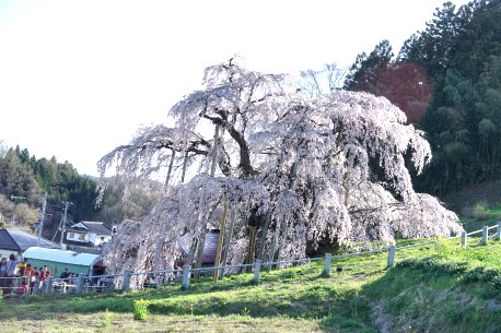 三春の滝桜