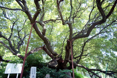 大久保のナツグミ