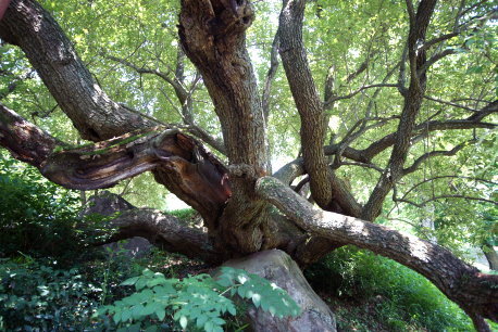 大久保のナツグミ