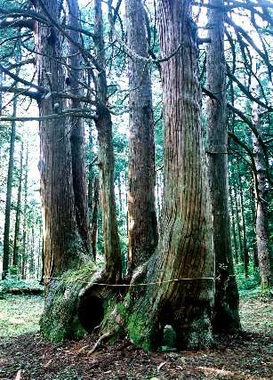 添川の根子杉