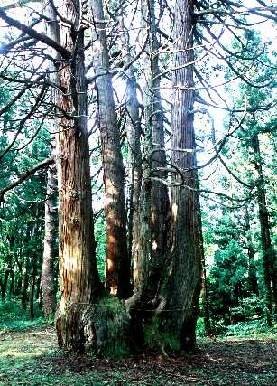 添川の根子杉