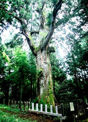 熊野神社の大杉