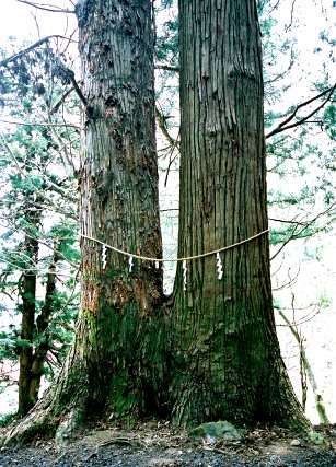 温泉八幡神社の夫婦杉