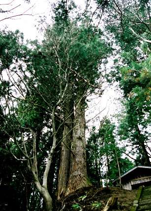 温泉八幡神社の夫婦杉