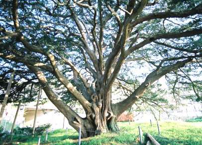 万正寺の大カヤ