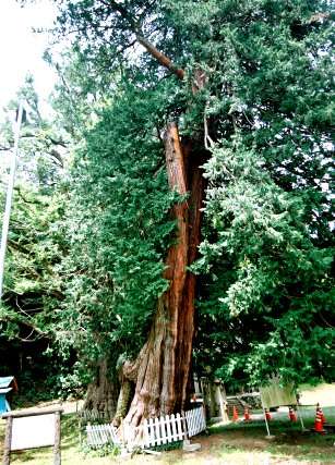 西金砂のサワラ