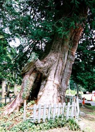 西金砂のサワラ