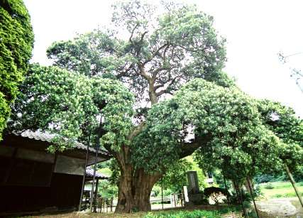 長福寺の槙