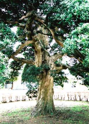 関のラカンマキ