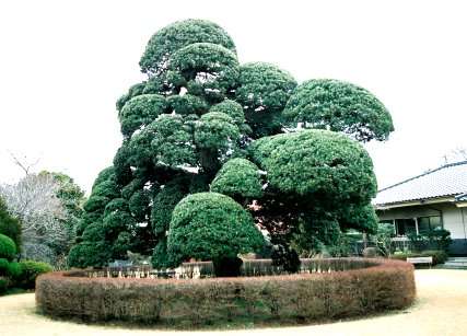 関のラカンマキ