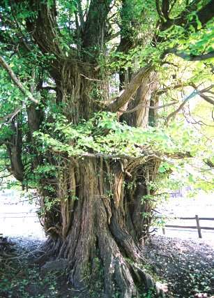 新館のイチョウ