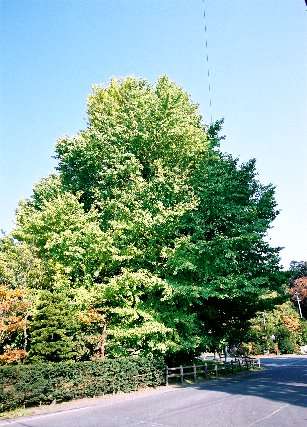 新館のイチョウ