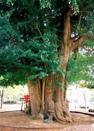 西蓮寺の大イチョウ  No1