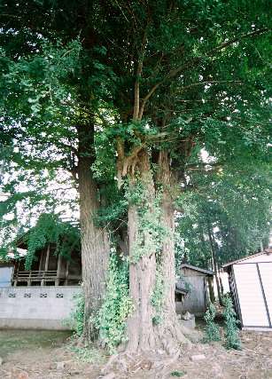 香取神社のイチョウ