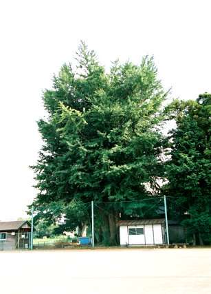 香取神社のイチョウ
