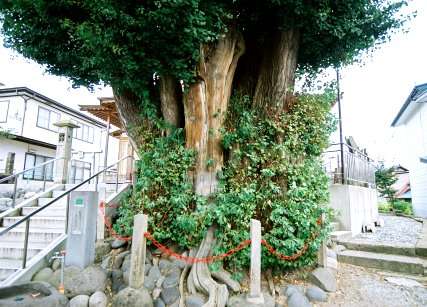 三社宮の大イチョウ
