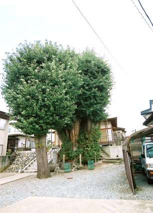三社宮の大イチョウ