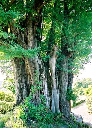 国神の大イチョウ