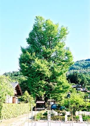 国神の大イチョウ