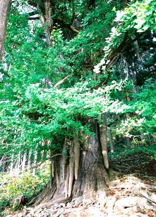 高倉神社のイチョウ