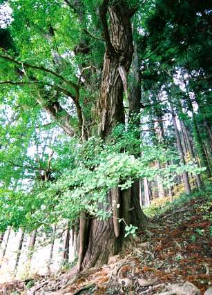 高倉神社のイチョウ