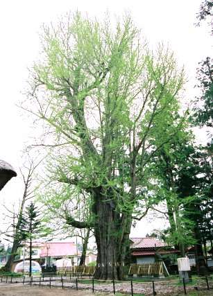 新宮熊野神社の大イチョウ