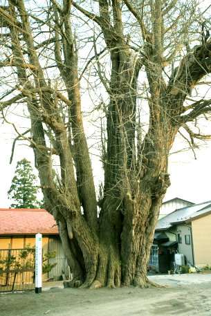 三光寺のイチョウ