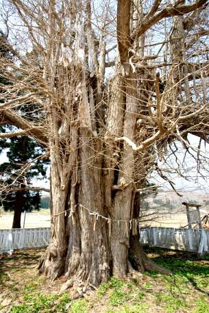 銀杏木の大イチョウ
