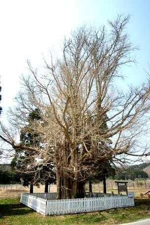 銀杏木の大イチョウ