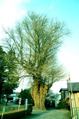 三光寺のイチョウ