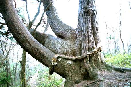 馬場山のアカマツ