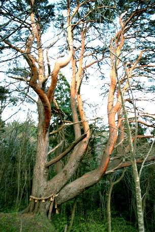 馬場山のアカマツ